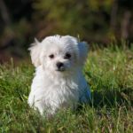Banho para pets mensal - Imagem 3