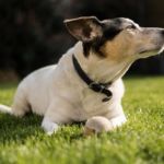 Banho para pets mensal - Imagem 4