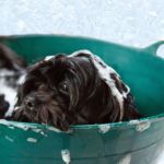 Banho para pets mensal
